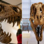 Mysterious benefactor selling most complete T-Rex skull for £17m
