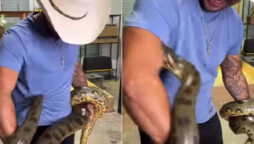 Viral: Man plays with giant anaconda, and snake strikes back