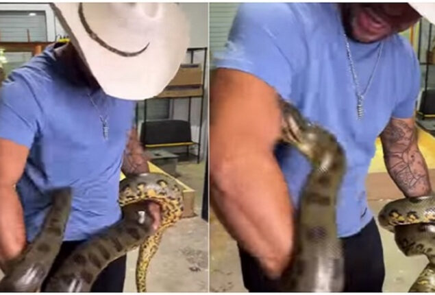 Viral: Man plays with giant anaconda, and snake strikes back