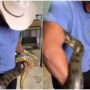 Viral: Man plays with giant anaconda, and snake strikes back
