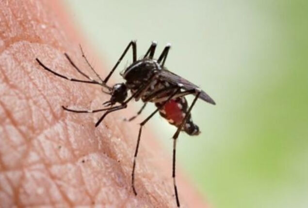 Conspiracy Theorist says govt released mosquitoes to spy on people