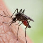 Conspiracy Theorist says govt released mosquitoes to spy on people