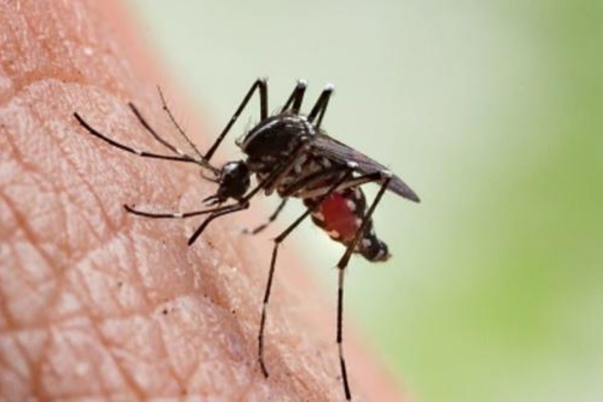mosquitoes