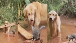 Viral: Dog uses a plank to help a kitten who is stuck in water