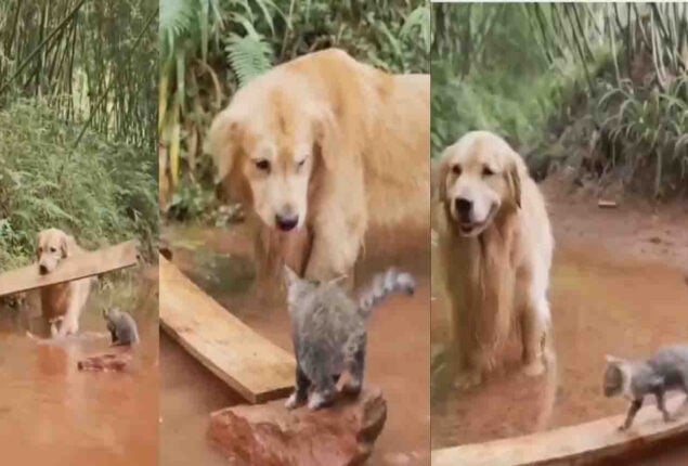 Viral: Dog uses a plank to help a kitten who is stuck in water