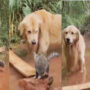 Viral: Dog uses a plank to help a kitten who is stuck in water