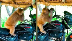 monkey reaction