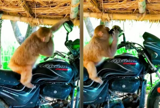 Watch: This monkey reaction to seeing himself will make you laugh