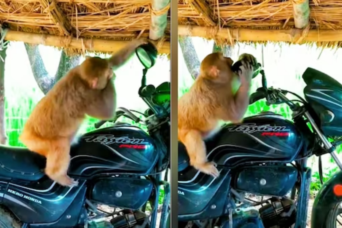 monkey reaction