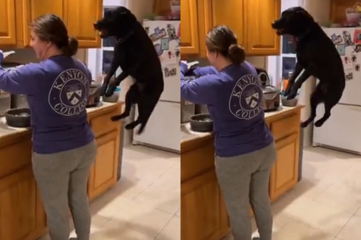 Dog jumps with excitement