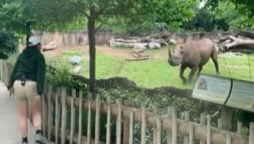 Rhino video