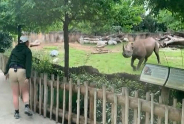 Viral video: Rhino jumps for joy when it sees its caretaker