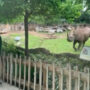 Viral video: Rhino jumps for joy when it sees its caretaker