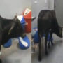 Cow roams Madhya Pradesh hospital ICU: Viral Video
