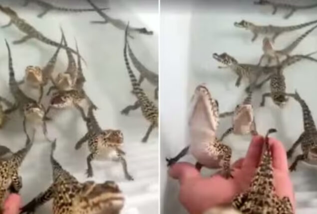Watch: Have you ever wondered what sound of baby crocodile