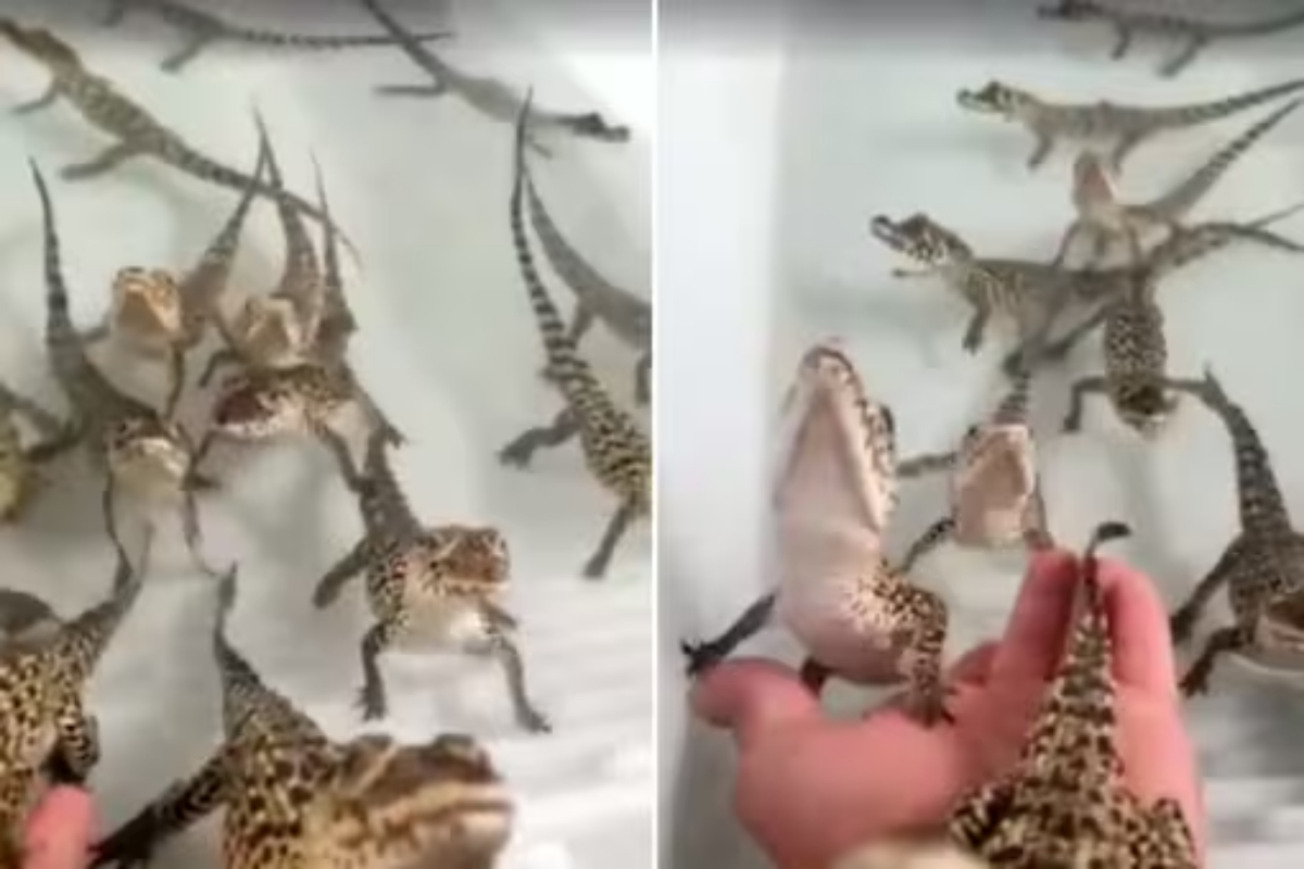 baby crocodiles sound