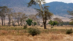 Where is the jungle king? Identify the optical illusion!