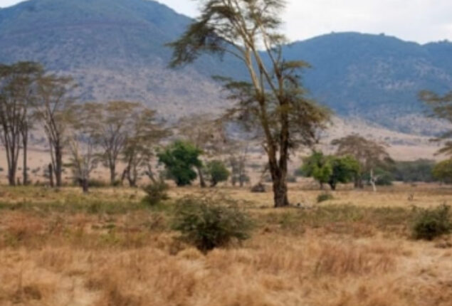 Where is the jungle king? Identify the optical illusion!