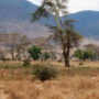 Where is the jungle king? Identify the optical illusion!