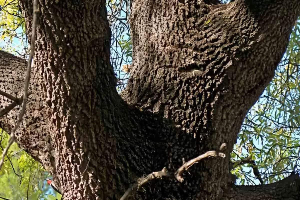 Optical Illusion