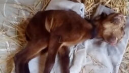 Andhra lamb born with two heads and four eyes, genetic disorder cited