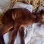 Andhra lamb born with two heads and four eyes, genetic disorder cited