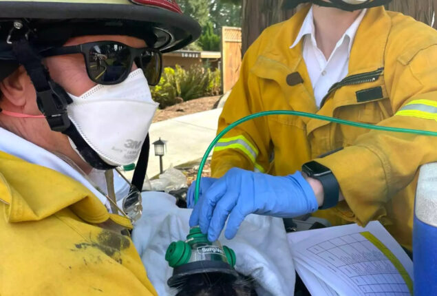 Firefighters Save David Hasselfluff the Cat from Blaze