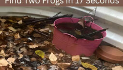 Optical Illusion: Find the two frogs in 17 seconds 