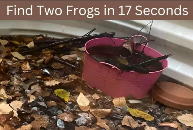 Optical Illusion: Find the two frogs in 17 seconds 