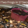 Optical Illusion: Find the two frogs in 17 seconds 