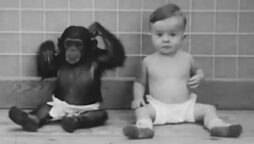 In 1931, baby and chimp were raised together in a sad experiment