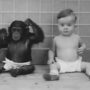 In 1931, baby and chimp were raised together in a sad experiment