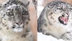 Snow Leopard close-up stuns internet