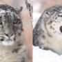 Snow Leopard close-up stuns internet