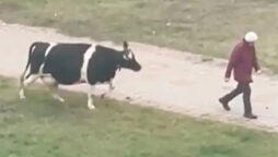 Cow Is Waiting For Its Owner To Take It Home: Viral Video