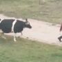 Cow Is Waiting For Its Owner To Take It Home: Viral Video