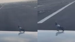 Video viral: Pigeon on plane wing slips during takeoff