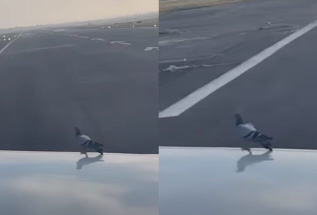 Video viral: Pigeon on plane wing slips during takeoff