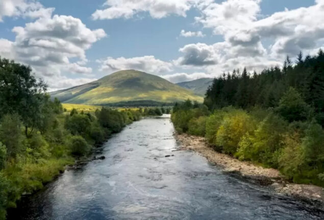 Optical Illusion: Is there a crocodile in this river?