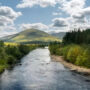 Optical Illusion: Is there a crocodile in this river?