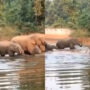 Netizens love to see elephant family baths in viral video