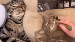 Viral: Netizens are jealous of a cat enjoying spa day