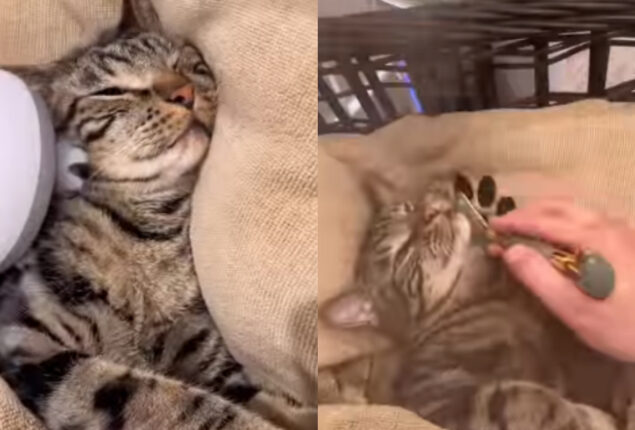 Viral: Netizens are jealous of a cat enjoying spa day