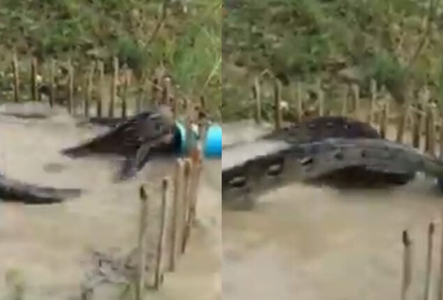 Viral Video shows a python trap using a live chicken