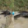 Viral Video shows a python trap using a live chicken