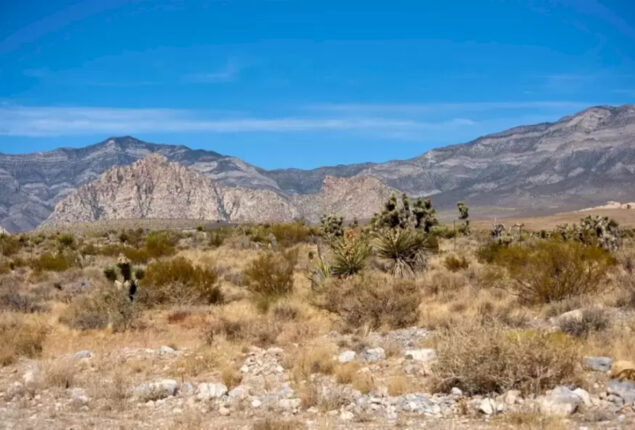 Optical Illusion: Spot The Tortoise in 20 seconds