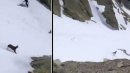 This mountain goat racing over snow will thrill you: Watch