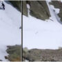 This mountain goat racing over snow will thrill you: Watch
