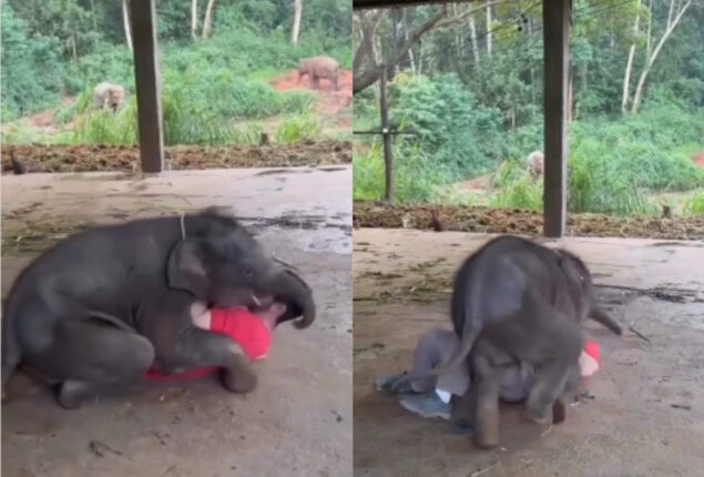 Viral Video: Baby elephant almost crushes a man to death