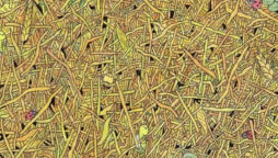 Optical Illusion: Find a needle in 9 seconds, if you have hawk eyes